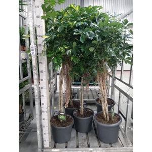 Schefflera arbor. 'Gold Capella'