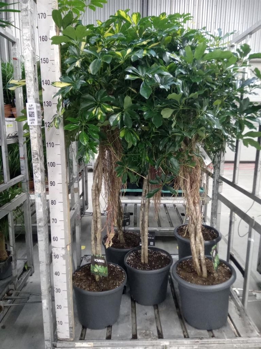 <h4>Schefflera arbor. 'Gold Capella'</h4>