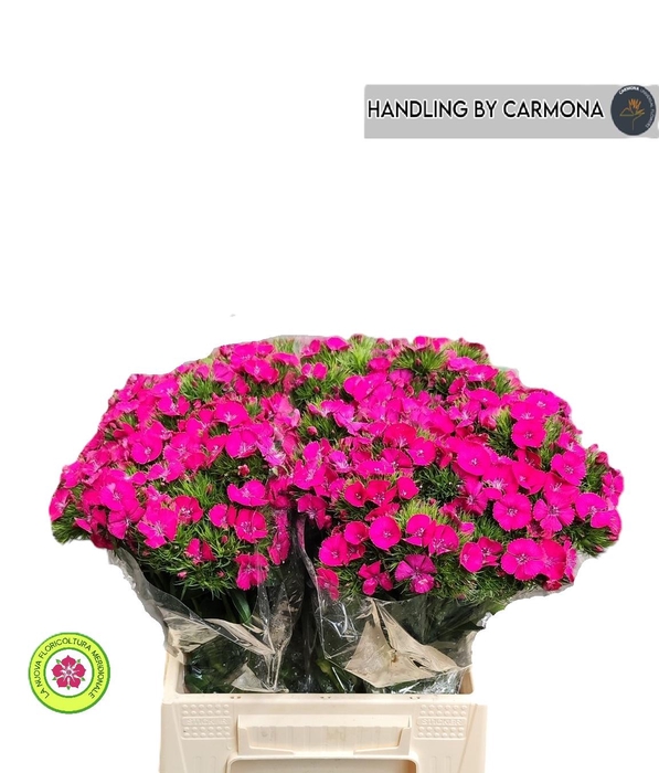 <h4>DI BARB LORD BRE</h4>