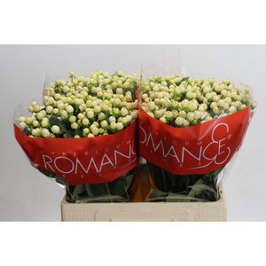 Hypericum Cool Romance