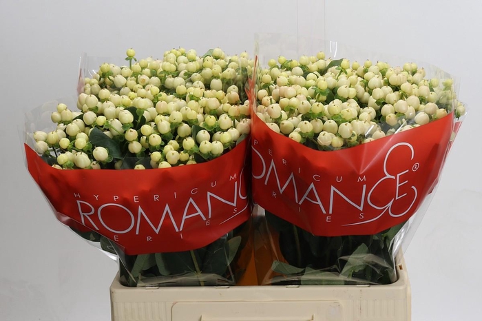 Hypericum Cool Romance