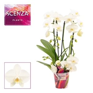 Phalaenopsis twirl wit (Scenza)