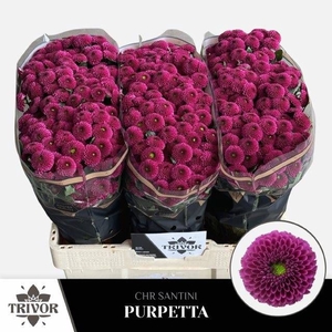 CHR S AAA PURPETTA