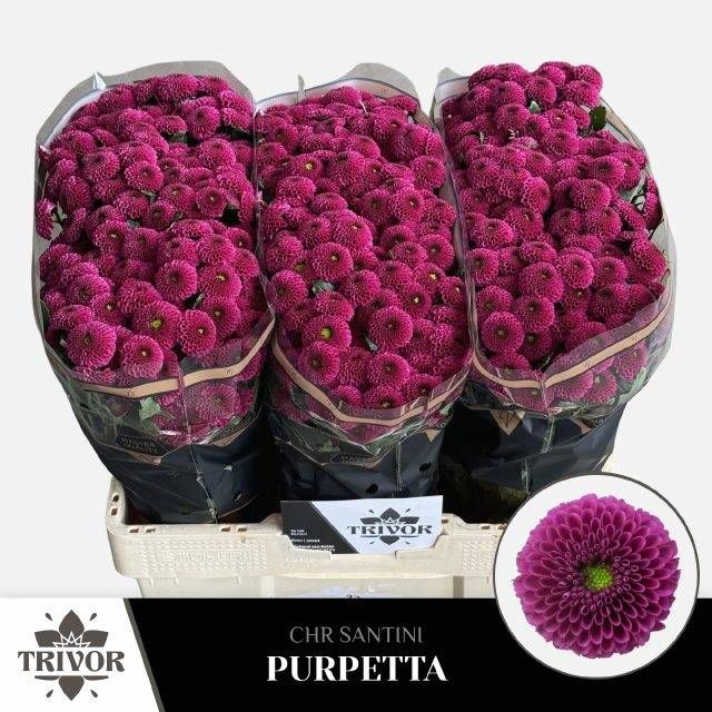 <h4>CHR S AAA PURPETTA</h4>