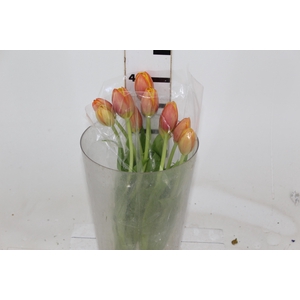 TULIPA LARANJA