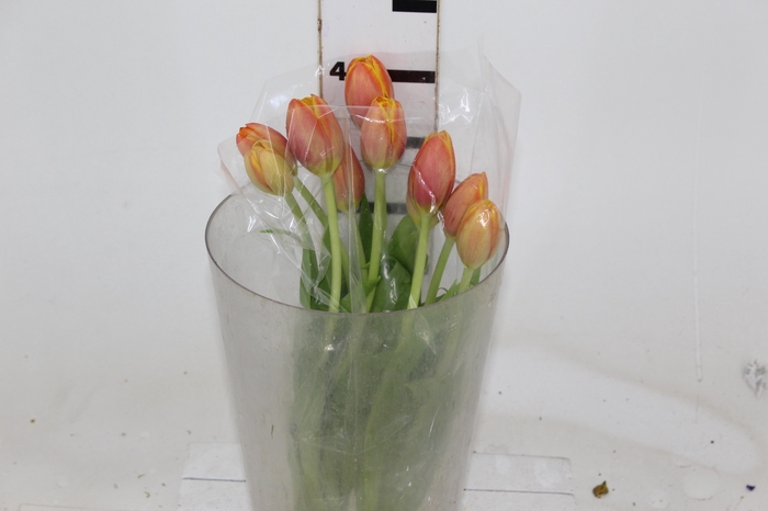 <h4>TULIPA LARANJA</h4>