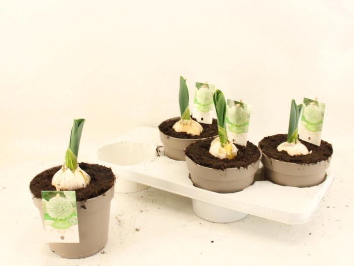 <h4>ALLI ST WHITE GIANT</h4>