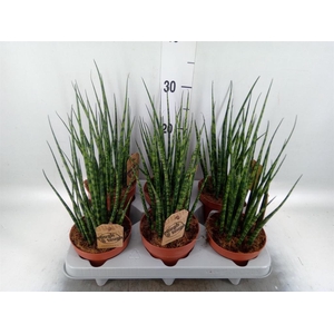 Sansevieria 'Fernwood'