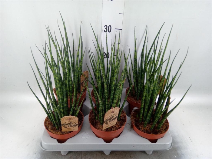 <h4>Sansevieria  'Fernwood'</h4>