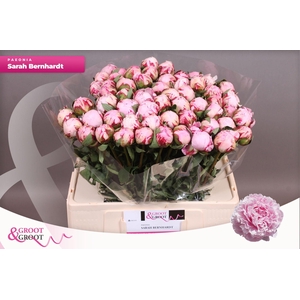 Paeonia Sarah Bernhardt