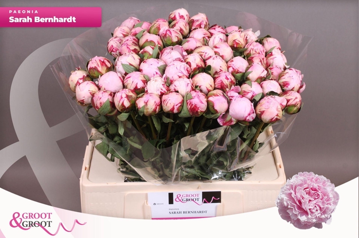 <h4>Paeonia Sarah Bernhardt</h4>
