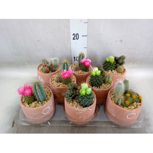 Cactus   ...