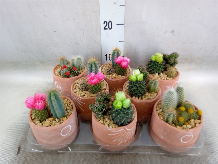 <h4>Cactus   ...</h4>
