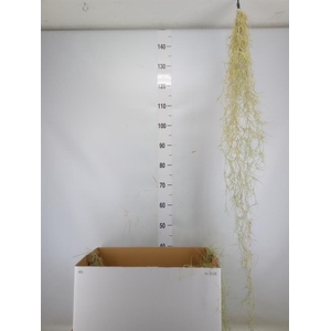 Tillandsia usneoides