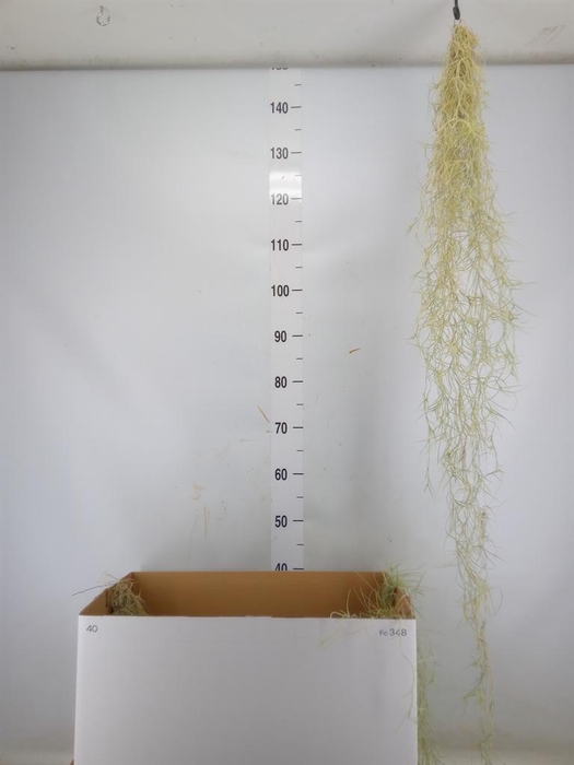 <h4>Tillandsia usneoides</h4>