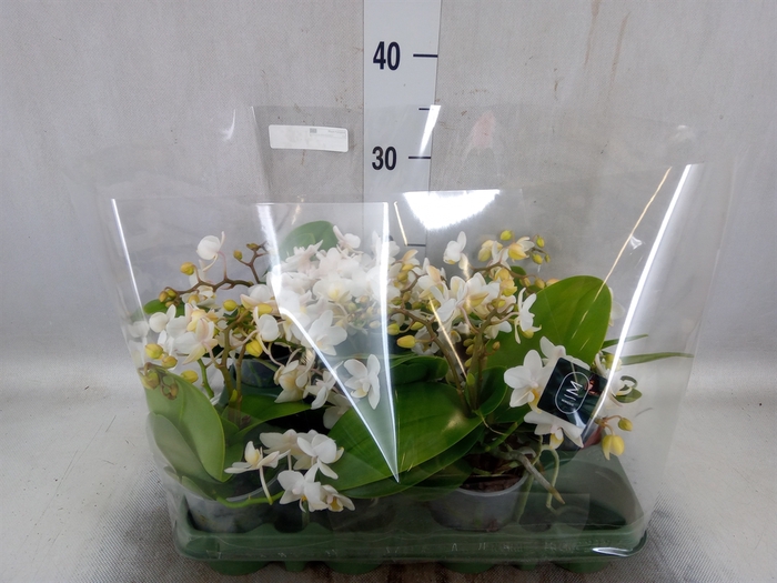 <h4>Phalaenopsis multi. 'Ant Nazare'</h4>