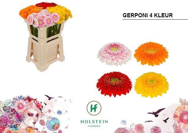 <h4>Germini Pomponi Mix 4 Kleur Water</h4>