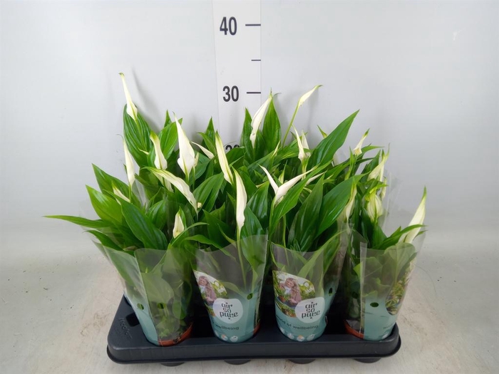<h4>Spathiphyllum  'Pearl Cupido'</h4>