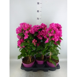 Bougainvillea  'Vera Dp Purple Imp'