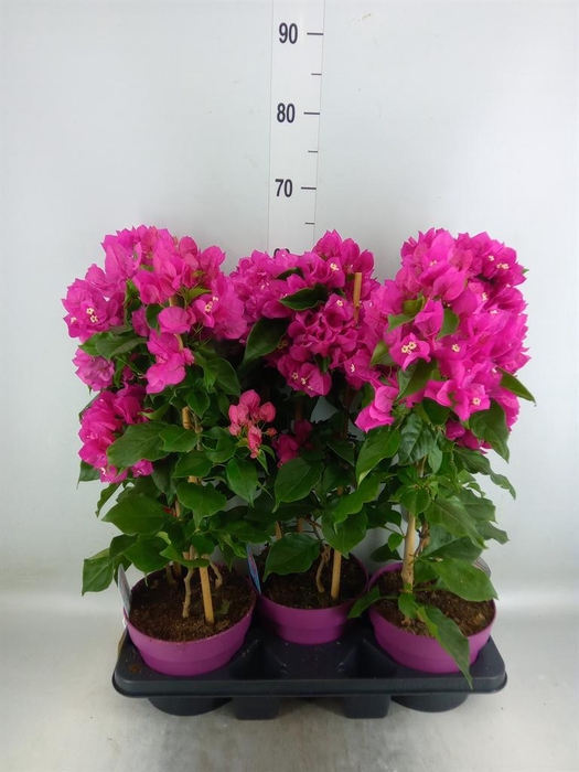 <h4>Bougainvillea  'Vera Dp Purple Imp'</h4>