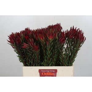 Leucadendron Blush