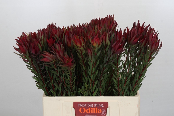 <h4>Leucadendron Blush</h4>