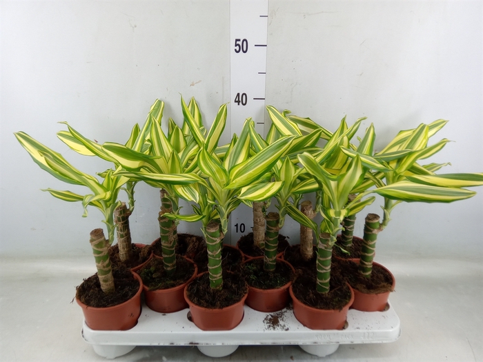 <h4>Dracaena frag.   ...mix 3</h4>