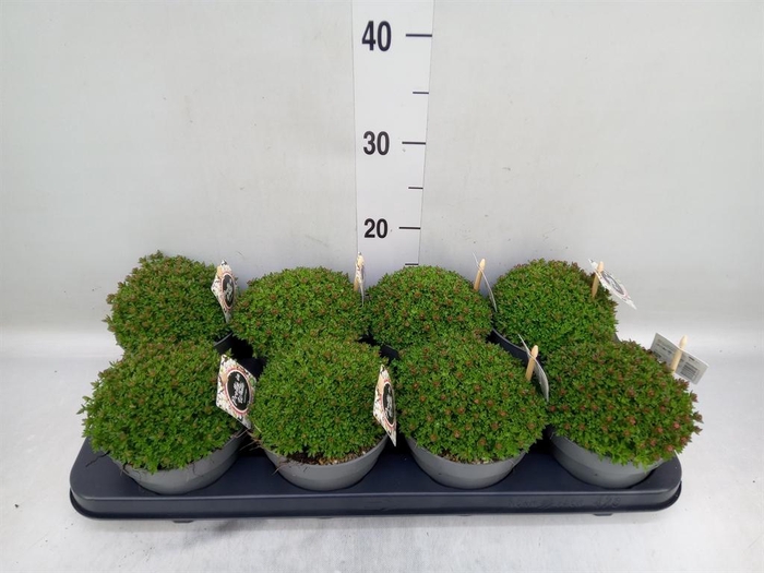 <h4>Saxifraga arend.</h4>