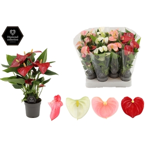 Anthurium 7 cm 4 color mix in transparant sleeve