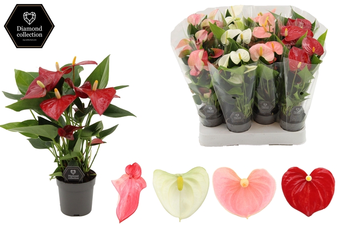 <h4>Anthurium 7 cm 4 color mix in transparant sleeve</h4>