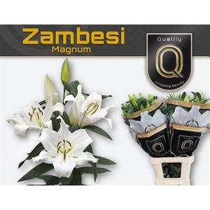 Li Ot Zambesi 5+