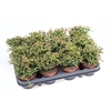 Rhipsalis Burchellii RH8005