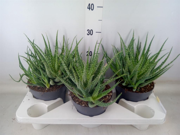 <h4>Aloe humilis</h4>