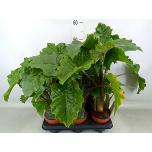 Planten  ..mix
