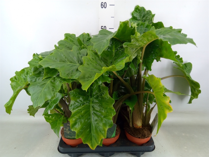 <h4>Planten  ..mix</h4>