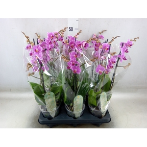Phalaenopsis multi. 'FC Friday Fli'