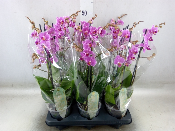 <h4>Phalaenopsis multi. 'FC Friday Fli'</h4>