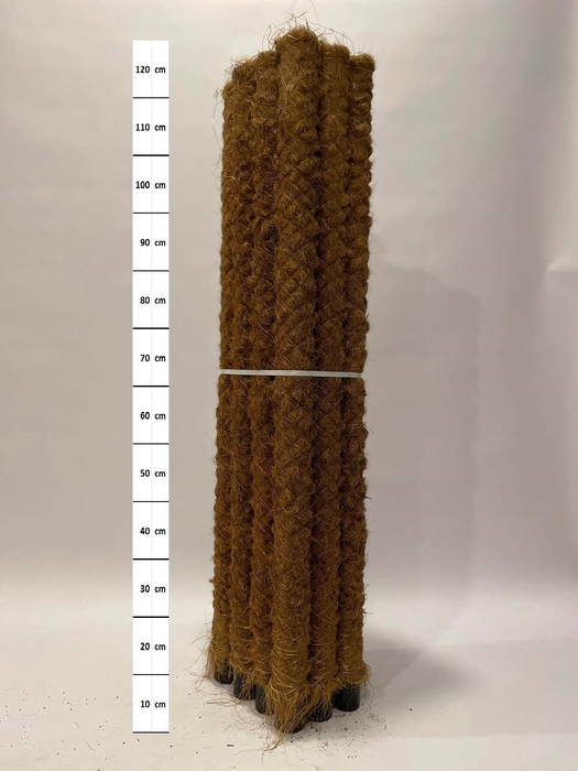 <h4>Mosstok 120 cm 12 stuks per bundel</h4>