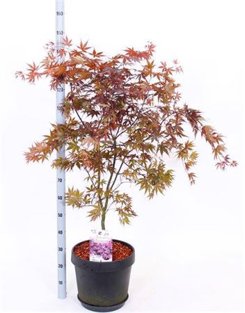 <h4>Acer Pa Bloodgood</h4>