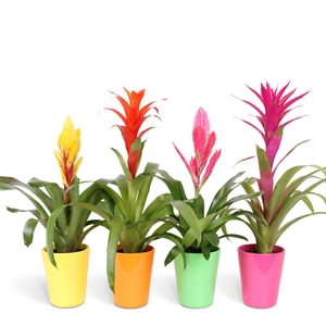 Bromelia gemengd