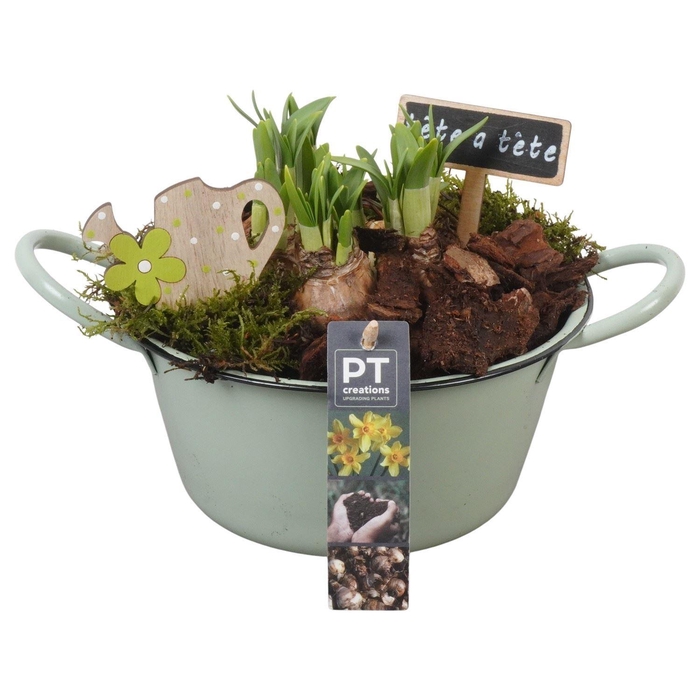 <h4>Arr.  Narcissus Tete Tete L%</h4>