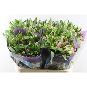 Alstr Avianna (l.rose)xx