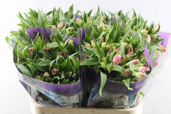 <h4>Alstr Avianna (l.rose)xx</h4>