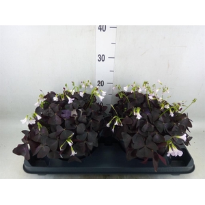 Oxalis trian. 'Mijke'
