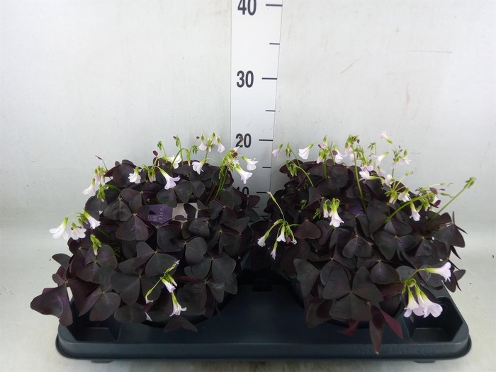 <h4>Oxalis trian. 'Mijke'</h4>