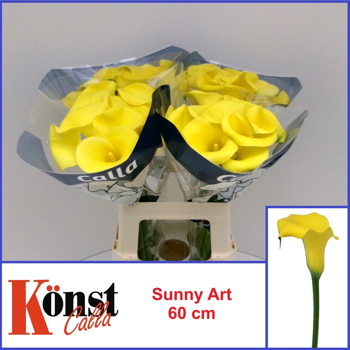 <h4>ZANT SUNNY ART</h4>