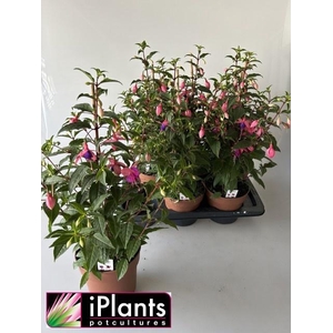 FUCHSIA B F MIXK