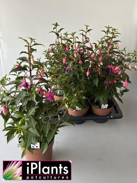 <h4>FUCHSIA B F MIXK</h4>