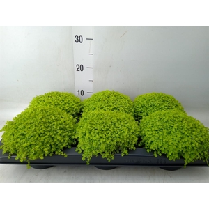 Soleirolia soleirolii 'Aurea'