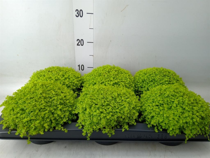 <h4>Soleirolia soleirolii 'Aurea'</h4>